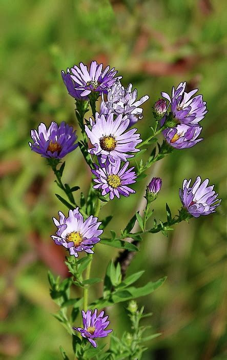 Stylized Smooth Blue Asters Photograph by Lyuba Filatova | Pixels