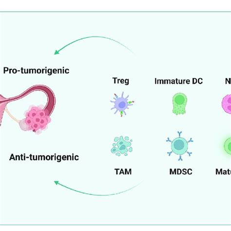 The Interaction Between Cancer Cells And Immune Cells In The