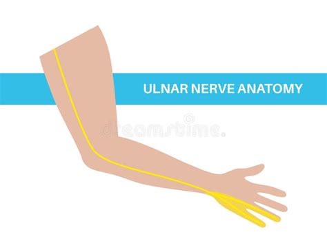 Ulnar Nerve Release Line Icon Vector Illustration Stock Vector