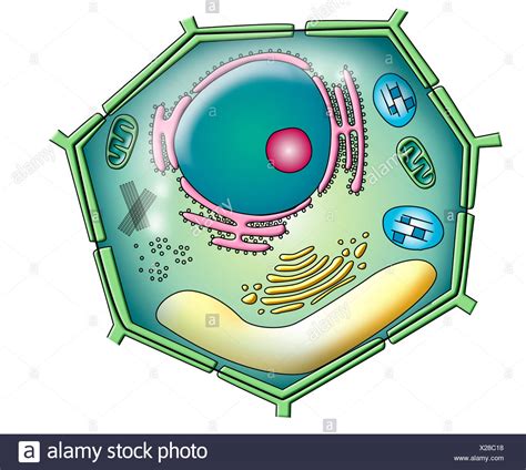 Plant Cell Drawing / How To Draw A Plant Cell : Cell walls provide ...