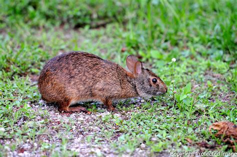 Swamp Rabbit Dennis Gershwin Photographer