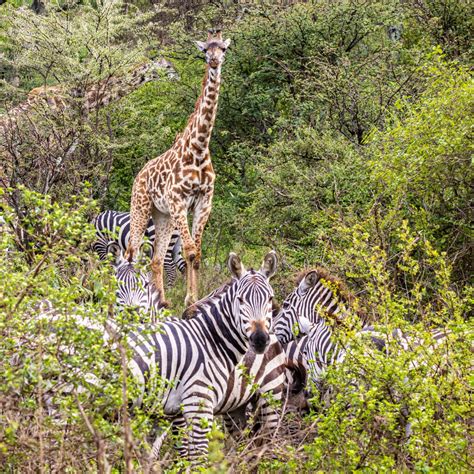 3 Days Tanzania Classic Safari Zara Tanzania Adventures