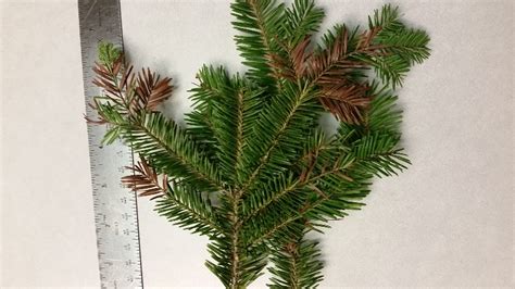 Balsam Fir with browning needles – PlantDOC