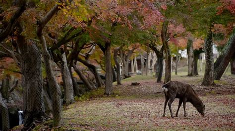 Deer of Nara Park 2021458 Stock Video at Vecteezy