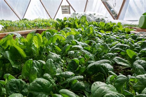 Growing Lettuce In A Greenhouse Growing Spaces Greenhouses