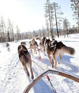 Balade en chien de traîneau au départ de Rovaniemi Laponie Finlande