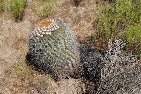 Origen De Los Cactus