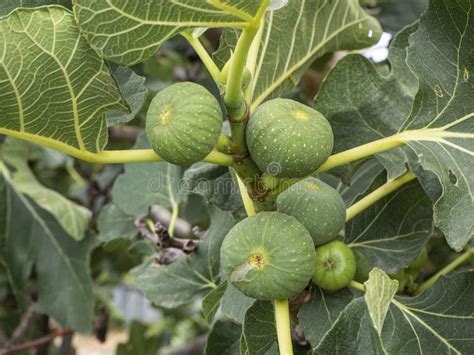 Figs On A Mediterranean Fig Tree In Summer Time Healthy Living Concept