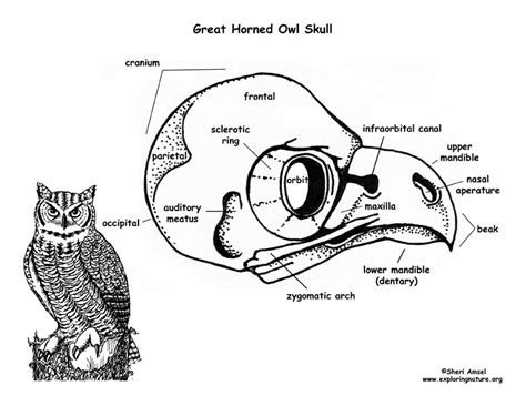 Anatomy Of An Owl - Anatomy Book