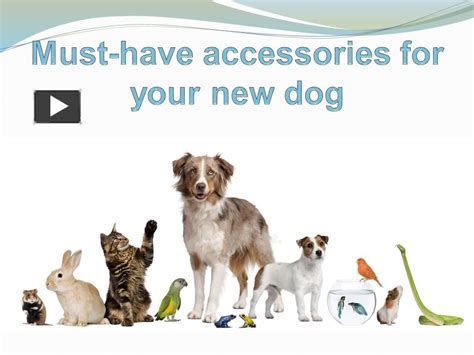 Ppt Must Have Accessories For Your New Dog Powerpoint Presentation