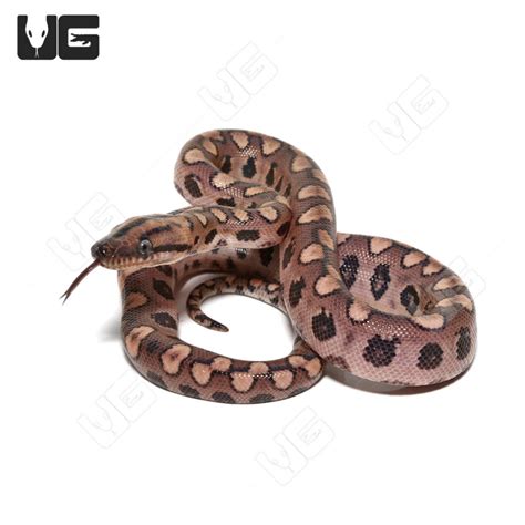 Baby Brazilian Rainbow Boas For Sale - Underground Reptiles