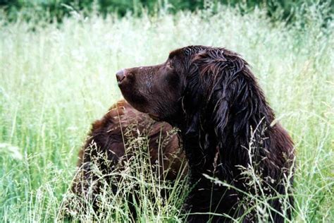 German Longhaired Pointer Dog Breeds Facts Advice And Pictures