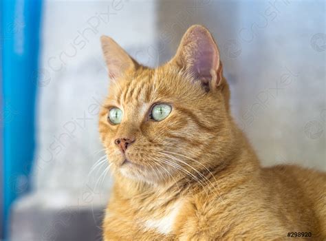 Red tabby cat close up - stock photo 298920 | Crushpixel