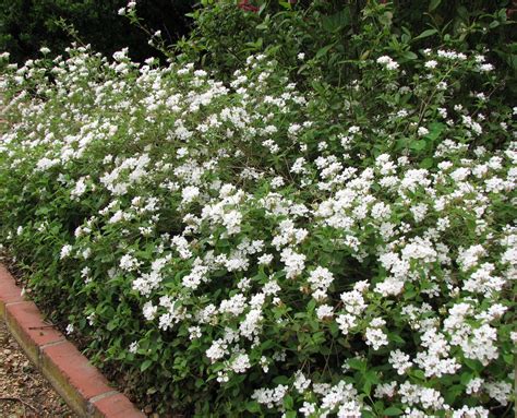 Lantana Montevidensis Trailing White White Flowering Shrubs