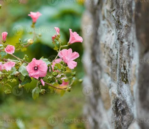 Pink flowers in garden 15172600 Stock Photo at Vecteezy