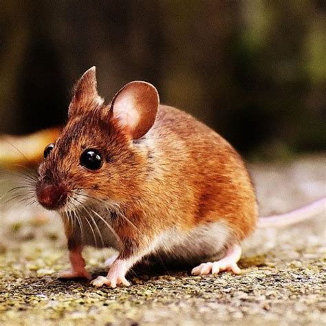 El HÁMSTER SIBERIANO ruso blanco Colores cuidados y cría con imágenes