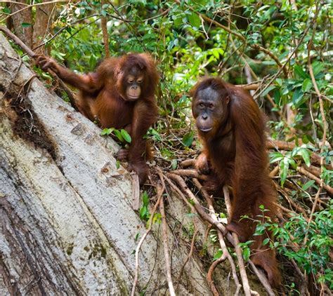 Hembra Del Orangut N Con Un Beb En Un Rbol Indonesia La Isla De