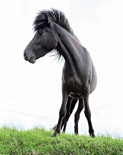 black Icelandic horse Photograph by Dirk Ercken - Fine Art America