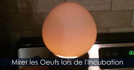 Savoir Si Un Oeuf Est F Cond Incubation Des Oeufs De Poules