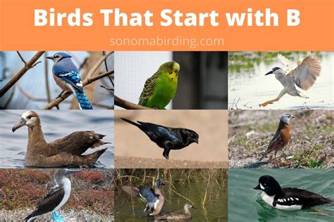 29 Birds That Start With B - Sonoma Birding