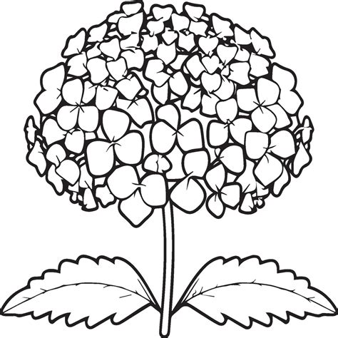 Hydrangea Coloring Pages Hydrangea Flower Outline For Coloring Book