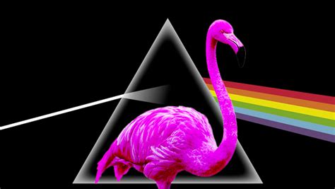 A Missing Flamingo Named Pink Floyd Has Reappeared In Texas