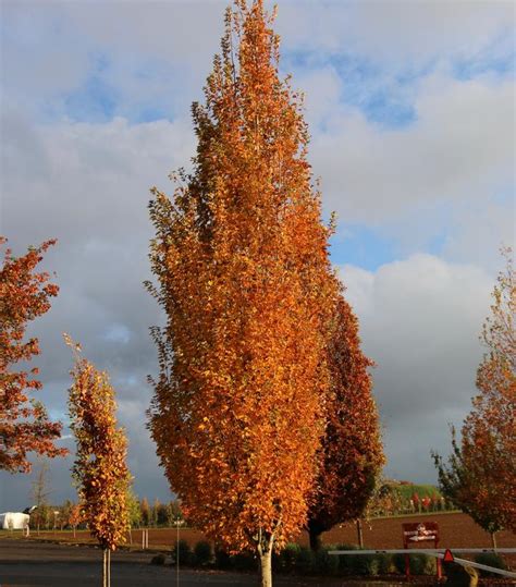 Acer Rubrum Armstrong Gold® Armstrong Gold® Red Maple From Prides