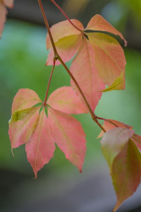 Wallpaper Sunlight Garden Nature Red Park Branch Green Yellow