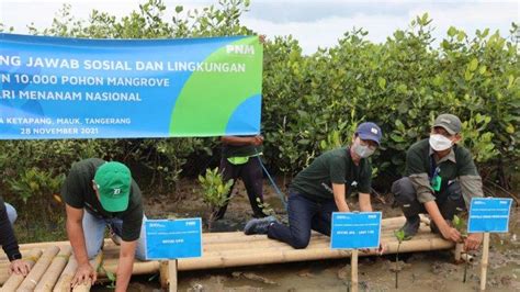 Pnm Tanam Mangrove Di Desa Ketapang Tangerang Tribunnews