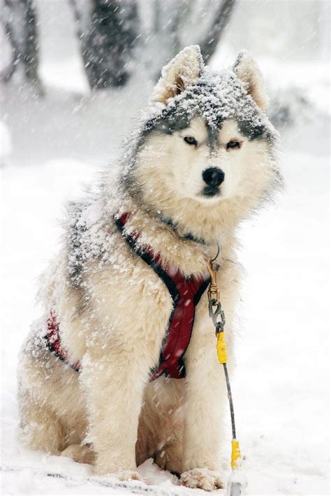 1000+ images about Sled Dog Breeds on Pinterest | Sled dogs, Alaskan malamute and Siberian huskies