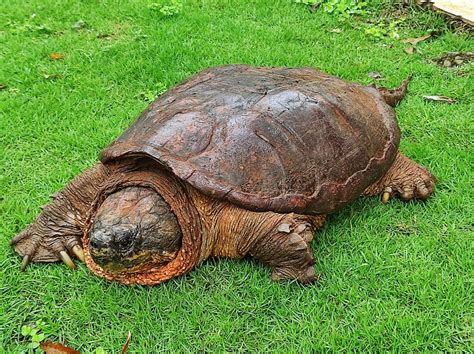 South American Snapping Turtle From Provincia De Alajuela San Carlos