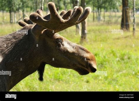 A Profile Shot Of Alaskan Moose In Its Natural Habitat Stock Photo Alamy