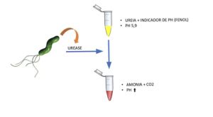 Teste de Urease o que é para que serve São Lucas