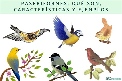 Paseriformes Qu Son Caracter Sticas Y Ejemplos Resumen