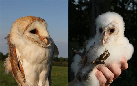 Barn Owl breeding success in Northwich | News | The Mersey Forest