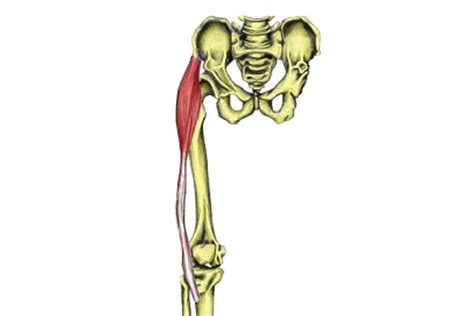 Hip Flexor Muscles