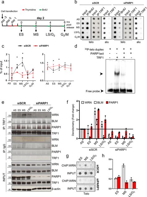 Parp1 Inhibition Perturbs Dna Synthesis And Trf1 Dynamics At Telomeres