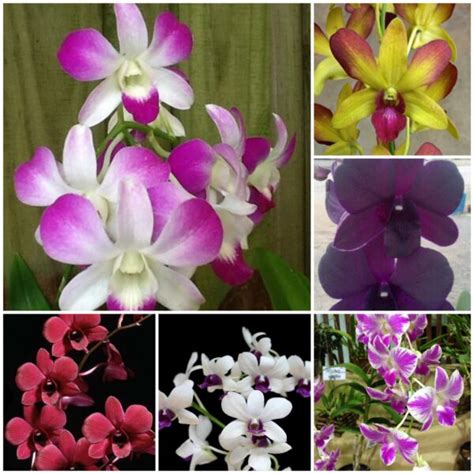 Mg Orchids Online Store Buy Dendrobium Orchid Plants Online