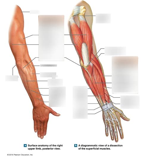 Arm Forearm Muscles Diagram Quizlet