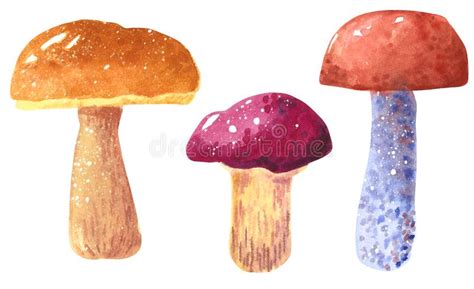 Mushroom Boletus Edulis Leccinum Aurantiacum Leccinum Scabrum Hand