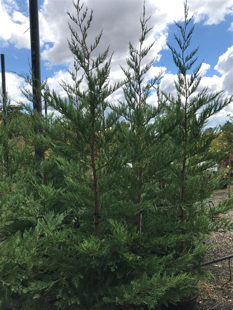 Cupressus Leylandii Leighton Green Blerick Tree Farm