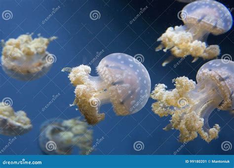 Jellyfish editorial photo. Image of predatorsn, fish - 99180201