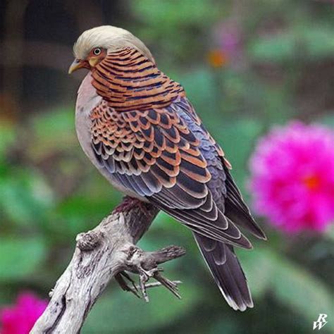 Turtle Pheasant By Dwarf4r On Deviantart Turtle Dove Dove Bird