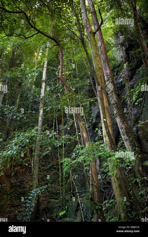 Tall Plants And Trees In Tropical Rainforest Kubah National Park Stock