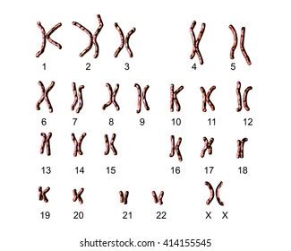 Normal Human Female Karyotype Labeled 3d Stock Illustration 414155545 ...