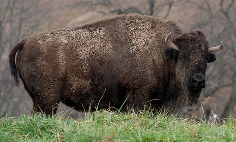 American bison | Smithsonian's National Zoo