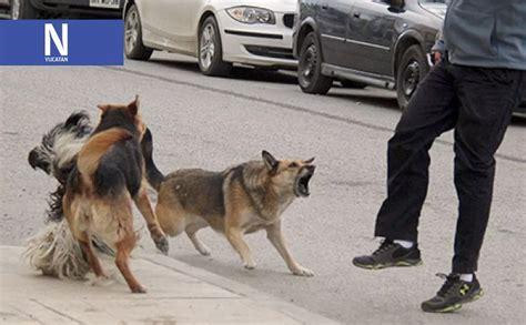 En Lo Que Van Del A O Van M S De Mil Ataques De Perros En La Entidad