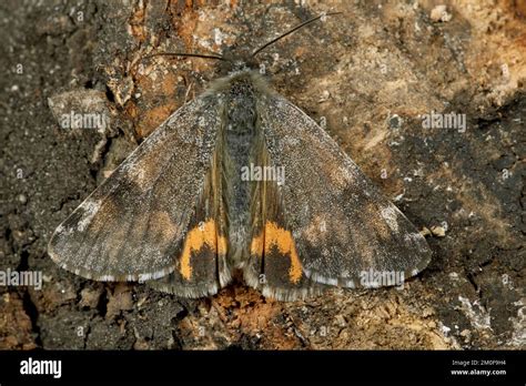 Orange underwing moth (Archiearis parthenias, Brephos parthenias), sits ...