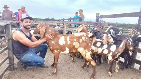 Feira De Caprinos E Ovinos De Folha Mi Da Alagoas Nordeste