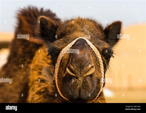 A Camel In The Desert Hi Res Stock Photography And Images Alamy